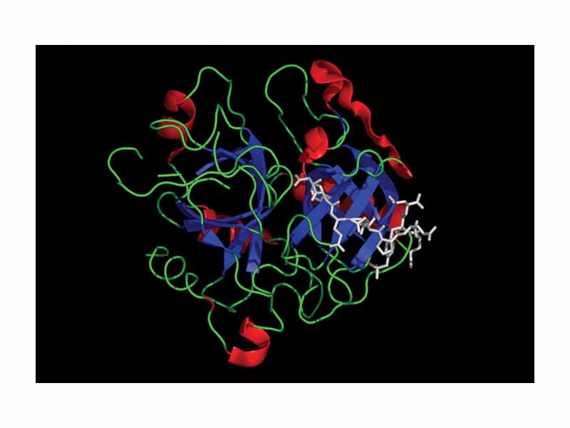 Coagulation factor II (thrombin)