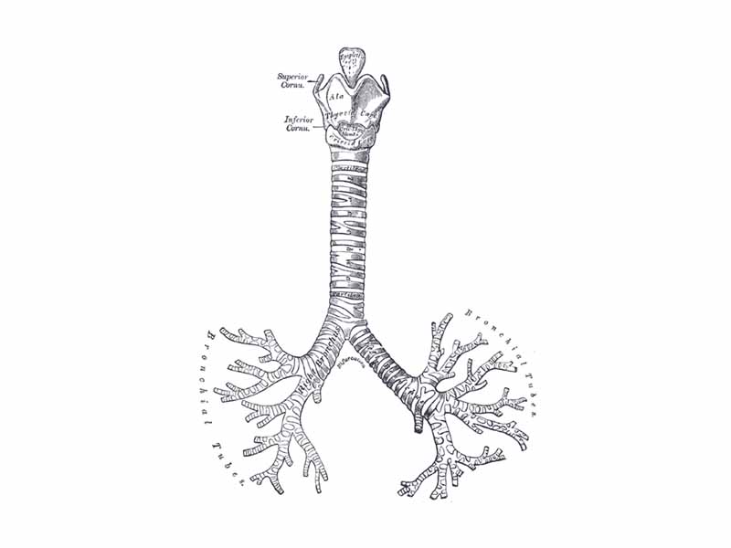 Front view of cartilages of larynx, trachea, and bronchi.