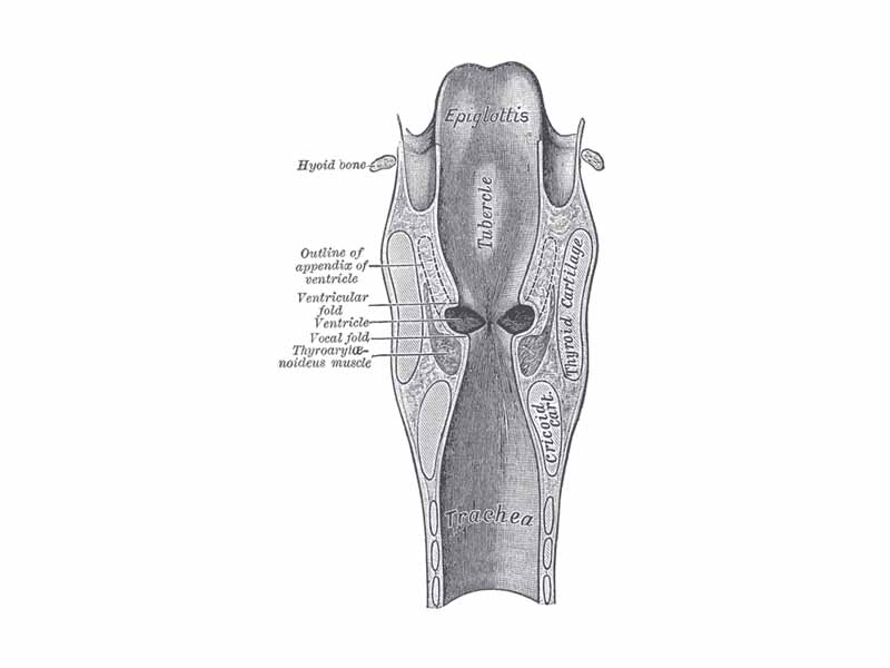 Coronal section of larynx and upper part of trachea