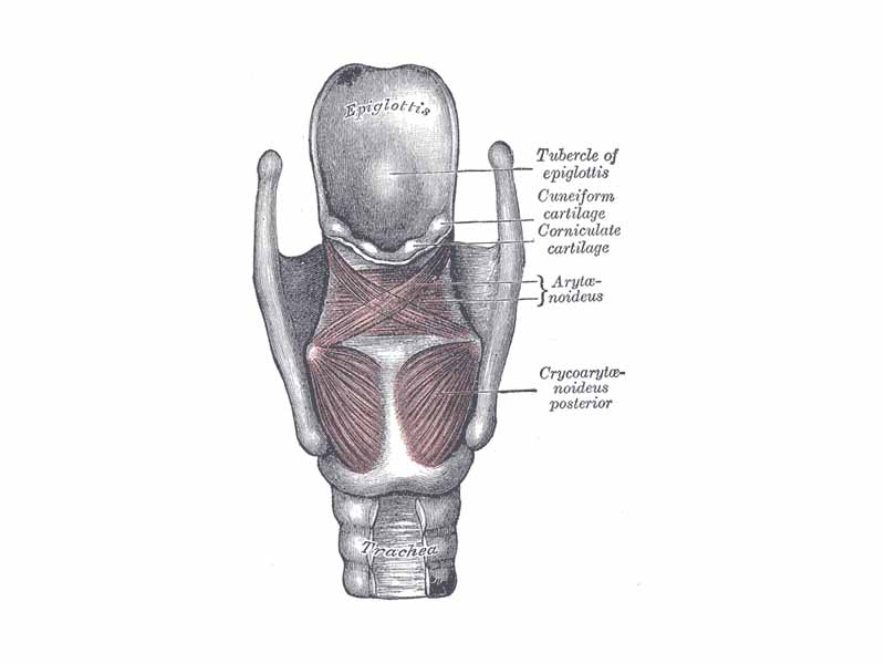 Muscles of larynx. Posterior view.