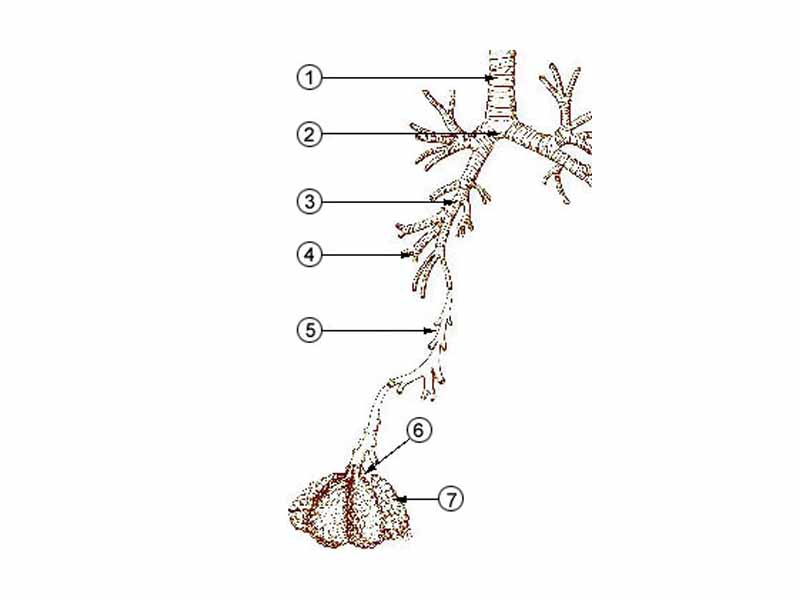 1. Trachea  -  2. Mainstem bronchus  -  3. Lobar bronchus  -  4. Segmental bronchus  -  5. Bronchiole  -  6. Alveolar duct  -  7. Alveolus