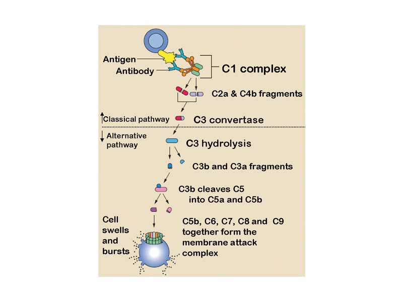 The classical and alternative complement pathways.
