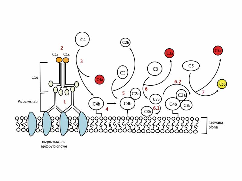 Classical complement pathway. (Some labels are in Polish.)
