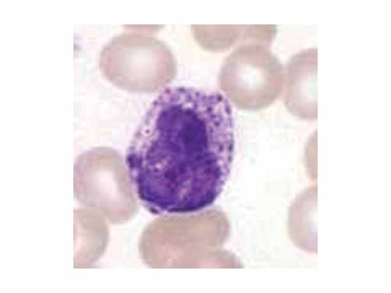 Basophil
