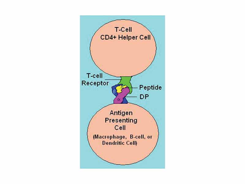 HLA DP Receptor with bound peptide and TCR