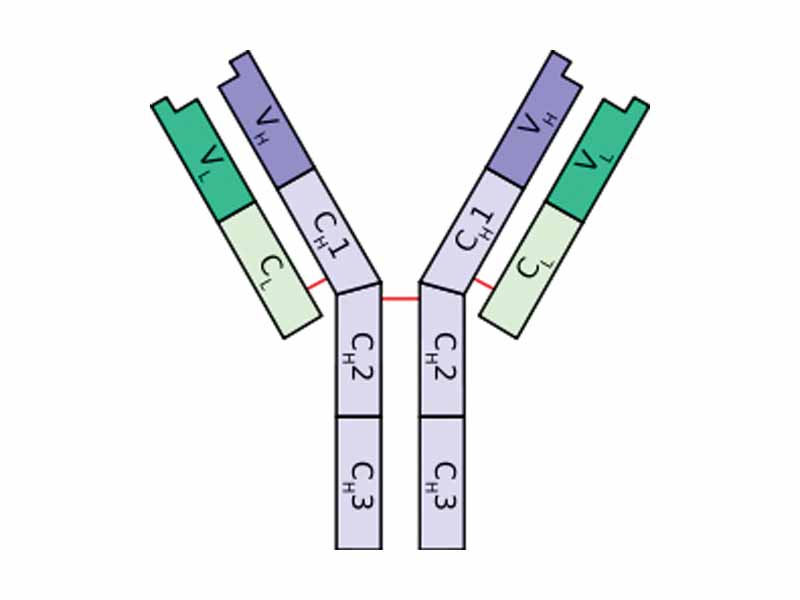 Schematic diagram of a typical antibody showing two Ig heavy chains (blue) linked by disulphide bonds to two Ig light chains (green). The constant (C) and variable (V) domains are shown.