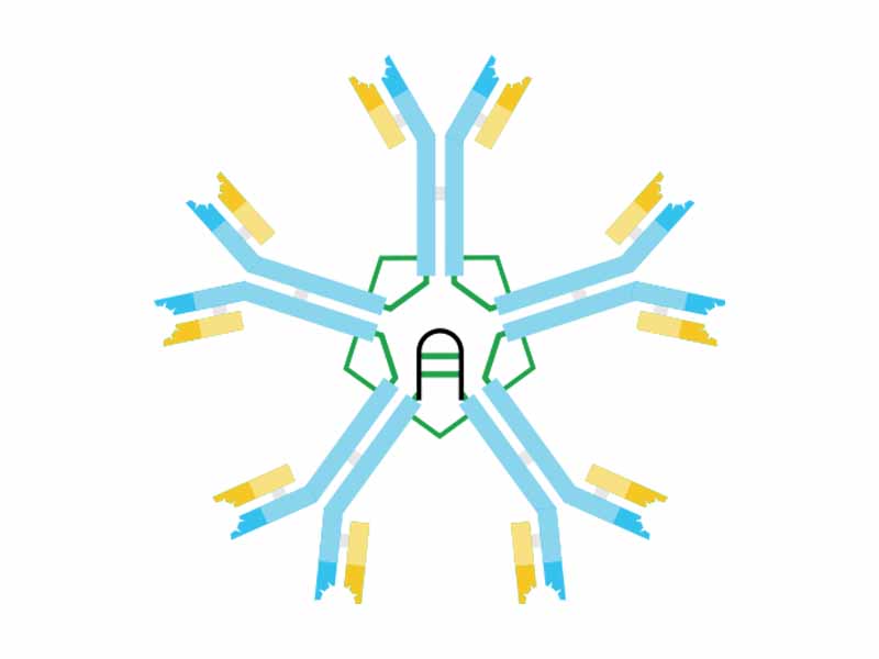 IgM scheme. Heavy chains are blue; light chains are yellow.