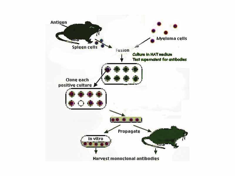 Harvesting monoclonal antibodies
