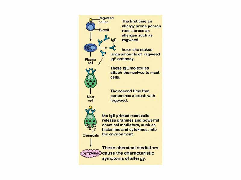 The role of mast cells in the development of allergy.