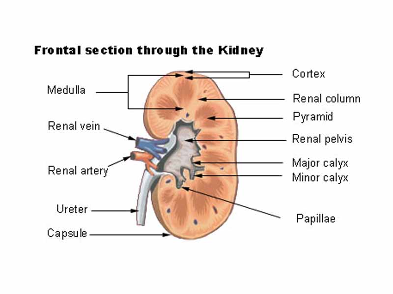 Frontal section through the kidney
