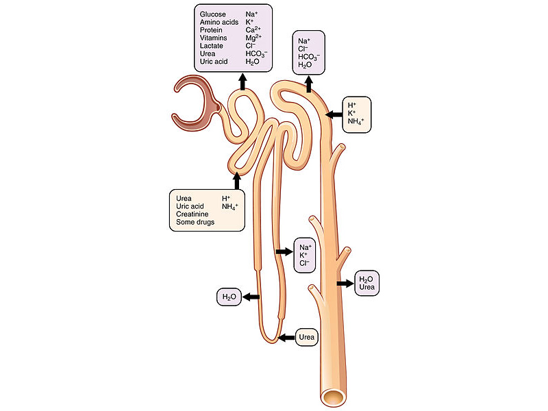 Secretion and reabsorption of various solutes throughout the nephron.