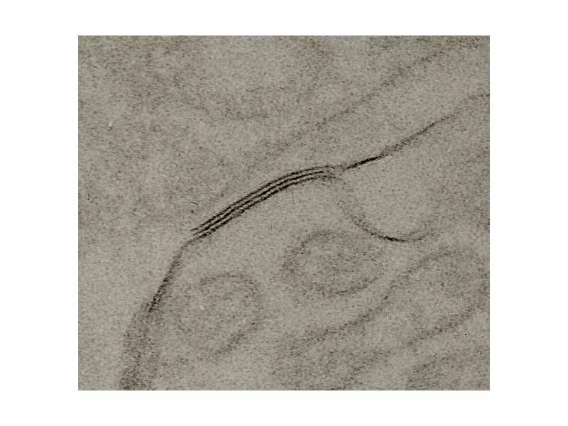 TEM of negatively stained proximal convoluted tubule of Rat kidney tissue at a magnification of ~55,000x and 80KV with Tight junction.