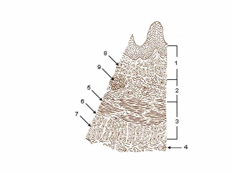 Layers of Esophageal Wall:  -  1. Mucosa  -  2. Submucosa  -  3. Muscularis  -  4. Adventitia  -  5. Striated muscle  -  6. Striated and smooth  -  7. Smooth muscle  -  8. Lamina muscularis mucosae  -  9. Esophageal glands