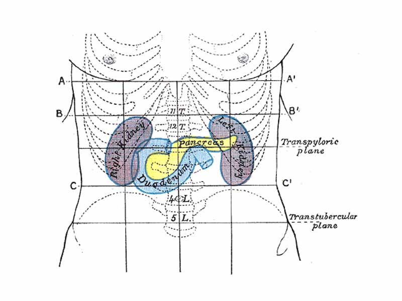 Front of abdomen, showing surface markings for duodenum, pancreas, and kidneys.