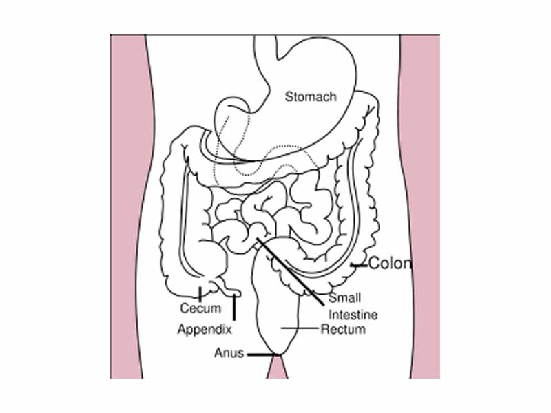 Diagram showing the small intestine