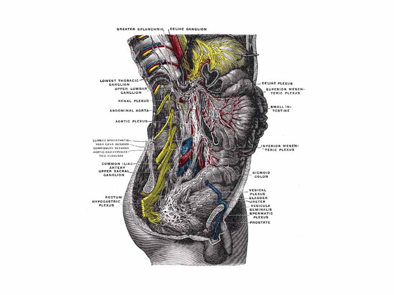 Lower half of right sympathetic cord.