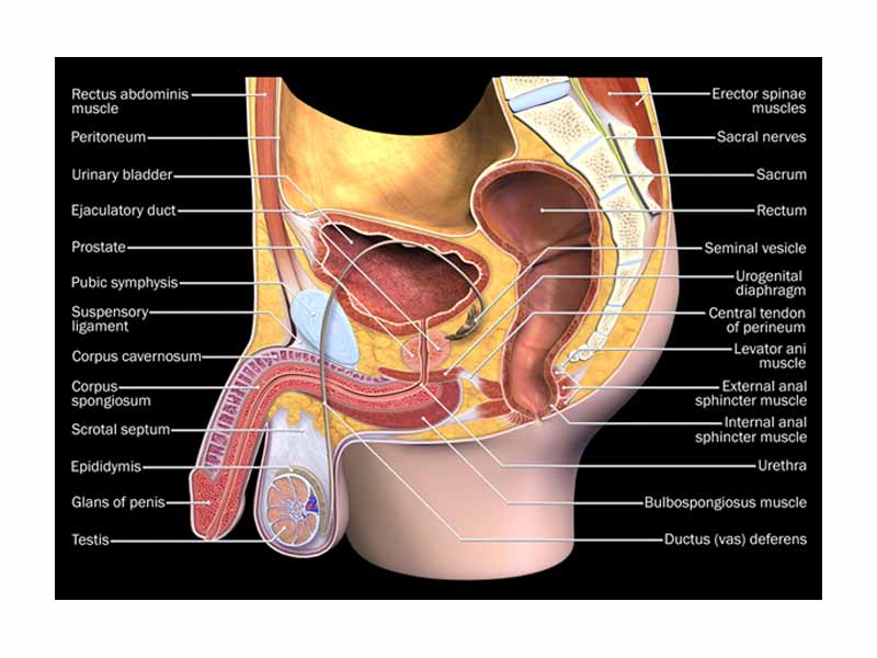 The human male reproductive system