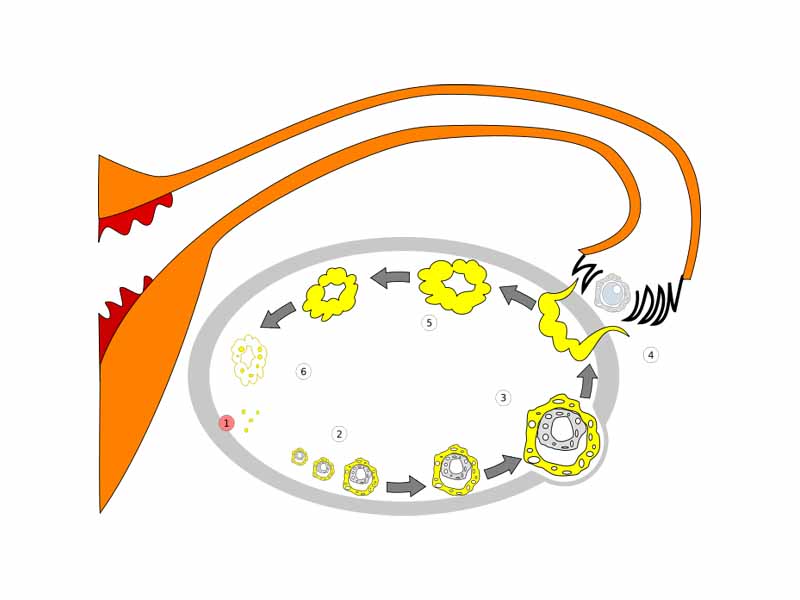 Order of changes in ovary.  -    -  1 - Menstruation  -  2 - Developing follicle  -  3 - Mature follicle  -  4 - Ovulation  -  5 - Corpus luteum  -  6 - Deterioration of corpus luteum