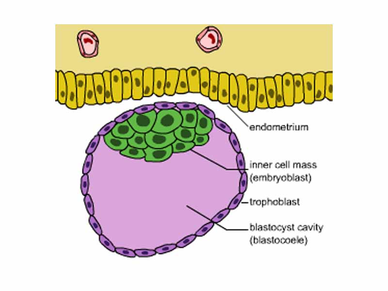 Blastocyst with an inner cell mass and trophoblast.
