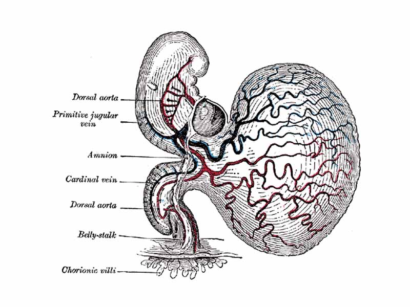 Human embryo of about fourteen days, with yolk-sac.