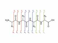 Peptide fragmentation notation using ...