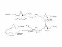 A leukotriene A synthesis, showing th...