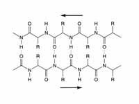 Diagram of ?-pleated sheet with H-bon...