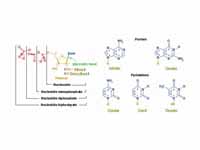 The structure elements of the most co...