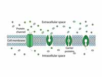 facilitated difussion in cell membran...