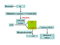 The effect of Rs and Gs in cAMP signa...