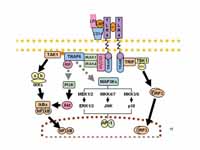 Signaling pathway of toll-like recept...