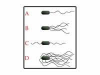 Examples of bacterial flagella arrang...
