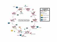 Overview of the Citric Acid Cycle