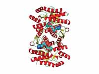 Malate dehydrogenase with attached su...