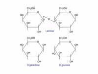 Structure of lactose and the products...