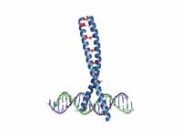 Leucine Zipper (blue) bound to DNA. T...