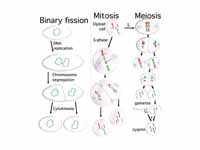 Three types of cell division