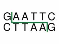EcoRI restriction enzyme recognition ...