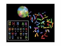 Spectral karyotype of a human female