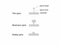 Some common types of dendritic spines