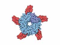 Acetylcholine receptor blocked by cob...