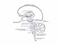 Schematic representation of the chief...