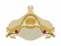 The Spinal cord nested in the vertebr...