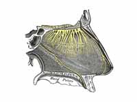 Nerve: Olfactory nerve