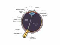 Schematic diagram of the human eye.