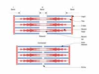 Sliding filament model of muscle cont...