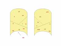 Bronchopulmonary segments