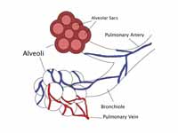 Diagram of the alveoli with both cros...
