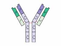 Schematic diagram of a typical antibo...
