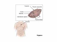 Thymus